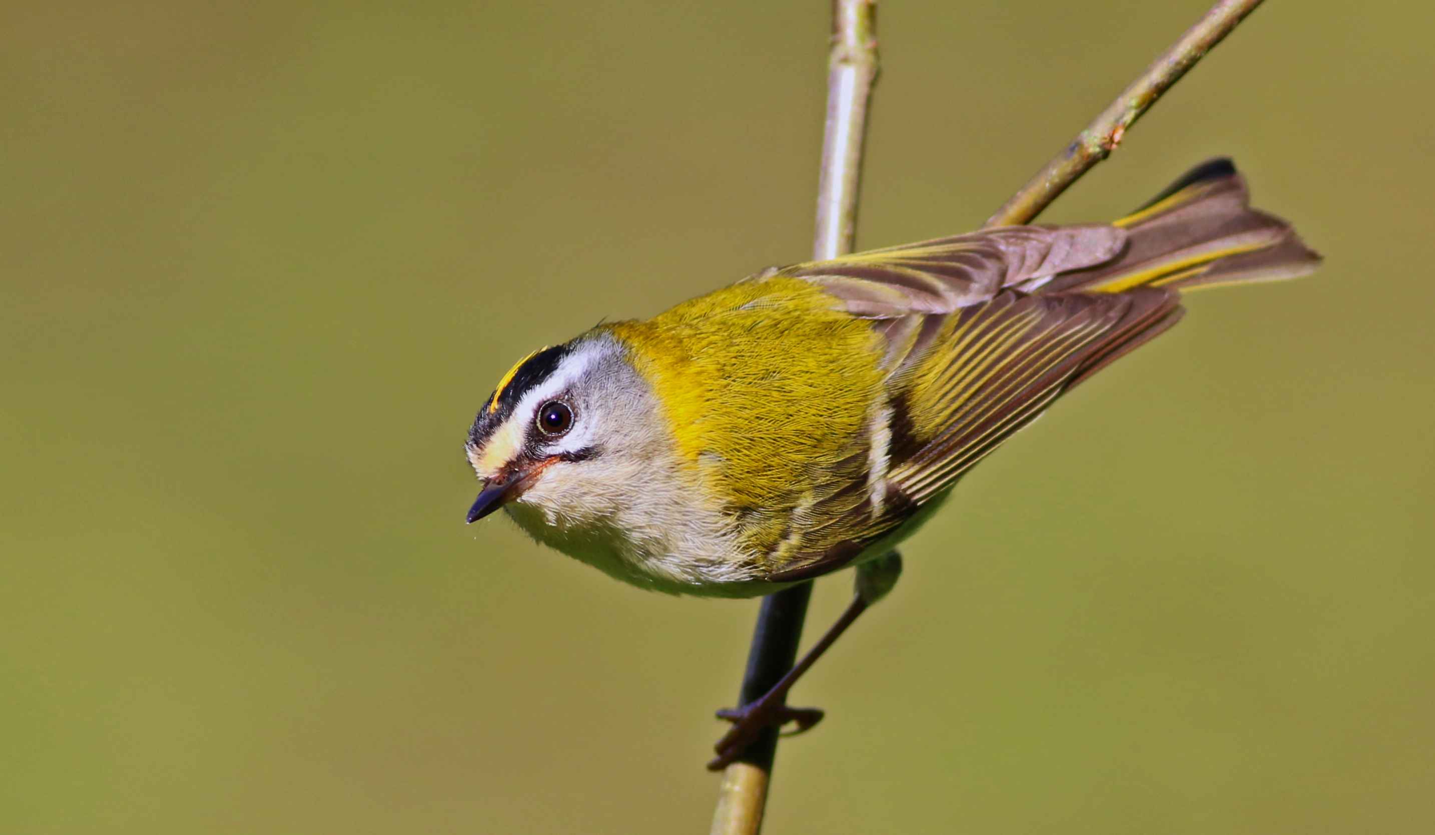 Common Firecrest